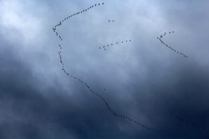 Företagsflytten fortsätter