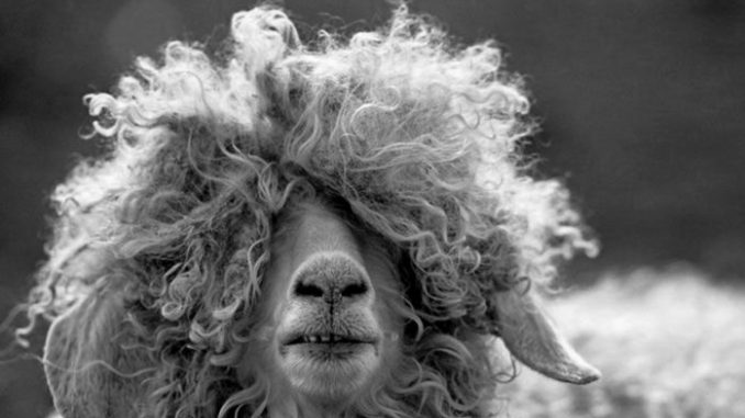 weird-haircuts_4a599e875274f_hires-698x450