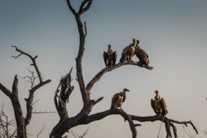 Det största hotet mot mänskligheten är…